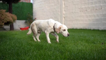 These common activities of male dogs puts them at risk of cancer
