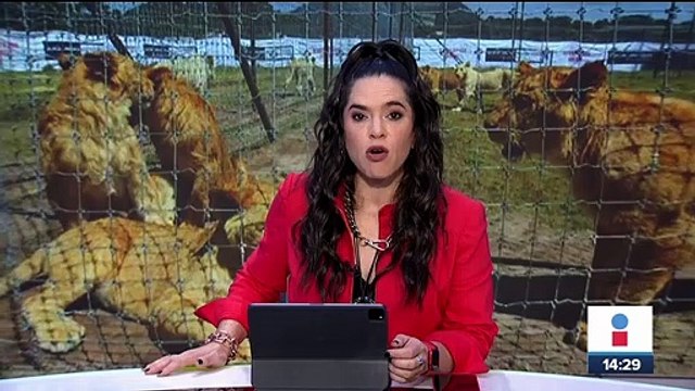 Profepa llega a refugio de felinos denunciado por maltrato animal en Tlalpan