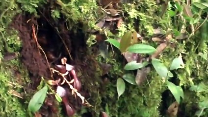y2mate.com - Underground carnivore the first species of pitcher plant to dine on subterranean prey_480p