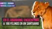 Contabiliza Profepa más de 190 felinos en predio ubicado en Ajusco, Tlalpan
