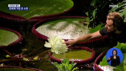 [굿모닝월드] 전세계 가장 큰 수련