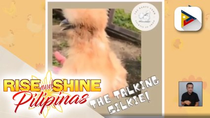 Alamin kung paano alagaan ang US silkies chicken