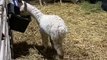 Sunny the alpaca recovering from lifesaving leg amputation at Foxground
