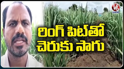 Farmer Sridhar Reddy About Sugar Cane Cultivation With Ring Pit Method _ Medak Dist _ V6 News