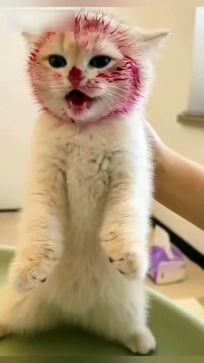 KUCING YANG LUCU