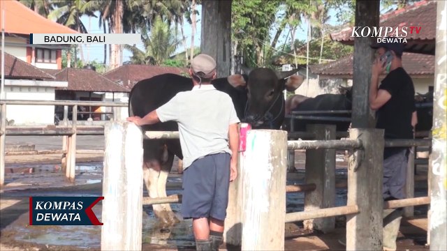 Wabah PMK, Pasar Hewan Beringkit Akan Ditutup Sementara