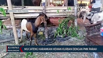 MUI Jateng Haramkan Hewan Kurban dengan PMK Parah