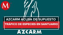 Azcarm acusa tráfico de especies en santuario Black Jaguar