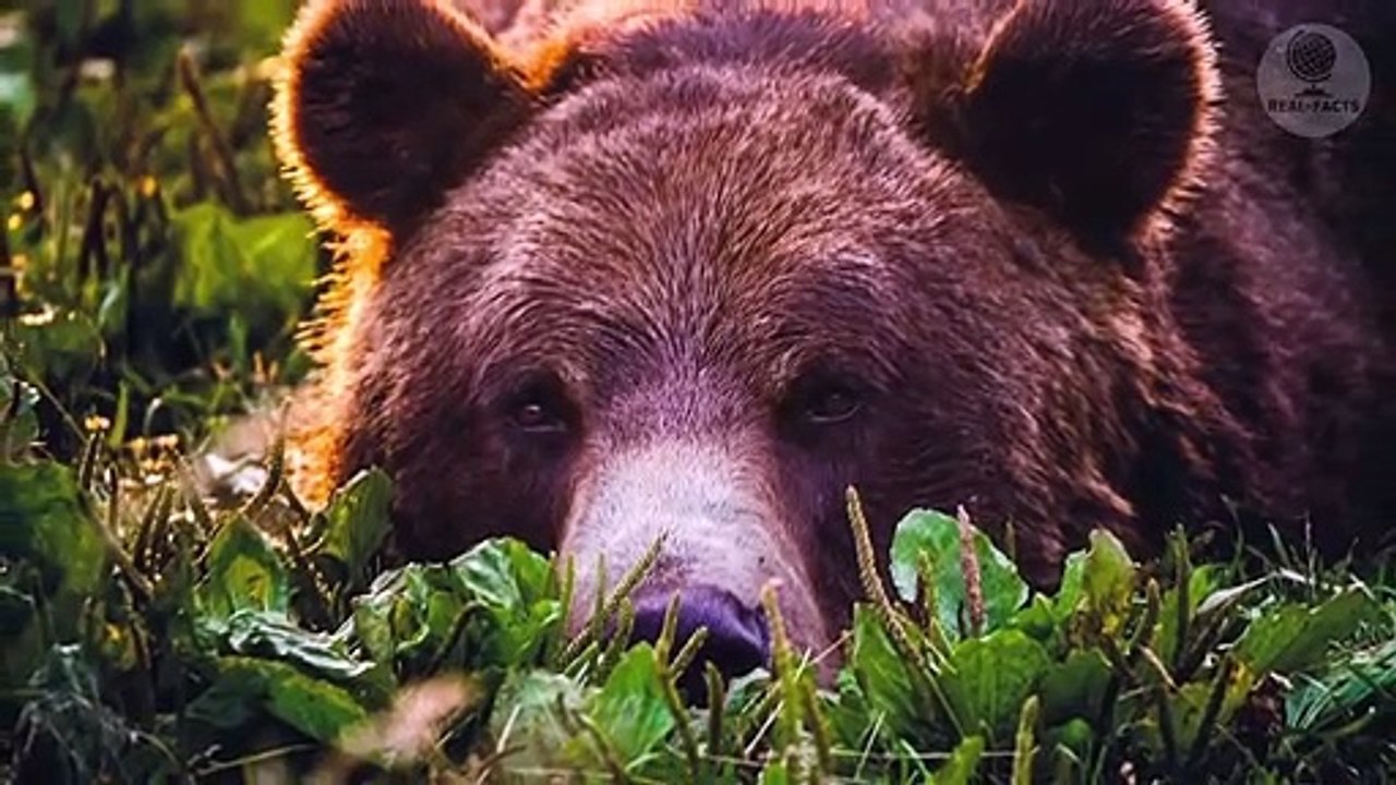 The man saved the grizzly bear, and when he grew up, they became best friends