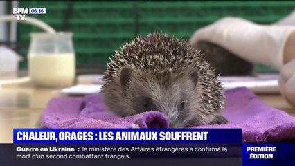 Tải video: Entre les orages et les fortes chaleurs, de nombreuses espèces d'animaux souffrent aussi de la météo