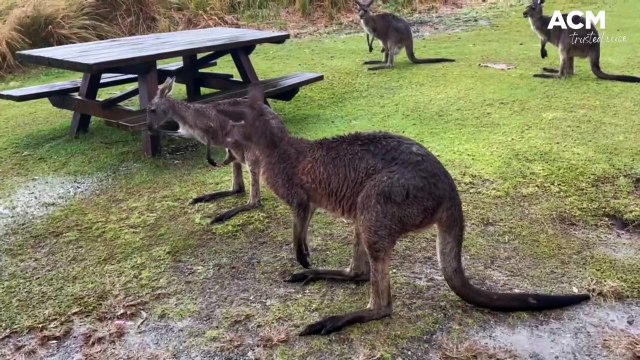 Heavy rainfall in South West Rocks | July 2022 | Macleay Argus