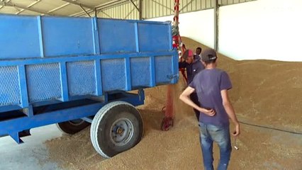 La Tunisie vise l'autosuffisance en blé dur d'ici 2023