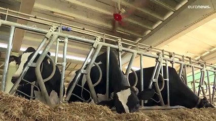 La crisis climática pasa factura a los agricultores y ganaderos dependientes del río Po