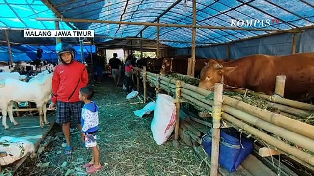 Imbas Wabah PMK, Pasokan Sapi Berkurang Drastis: Pembeli Beralih Membeli Kambing!
