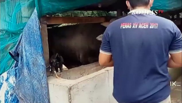 Jelang Iduladha, Jokowi Beli Sapi Kurban Milik Seorang Warga Konawe