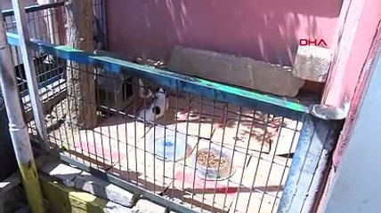 Yavru köpeği otomobille ezen sürücü, yoluna devam etti
