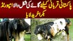 Pakistani Qurbani Ke Liye Cow Ki Shakal Wala Imported Bakra Kharid Laya