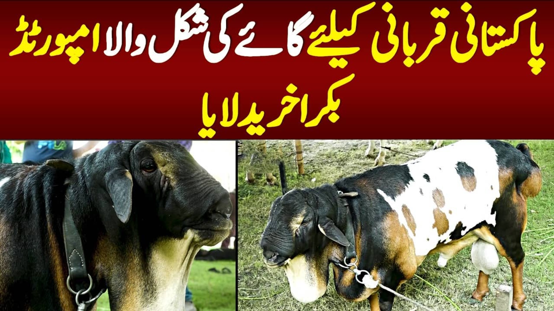 Eid Ul Adha Qurbani Dumba Eid Ul Adha Qurbani Dumba Berita Jakarta
