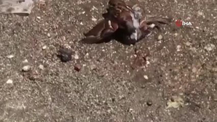 Çatıdan düşen minik serçe, başka bir serçenin çabalarıyla hayata tutundu