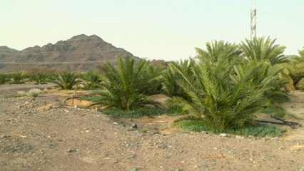 الجزيرة تقتفي سيرة الهجرة الشريفة.. بناء أول مسجد في الإسلام