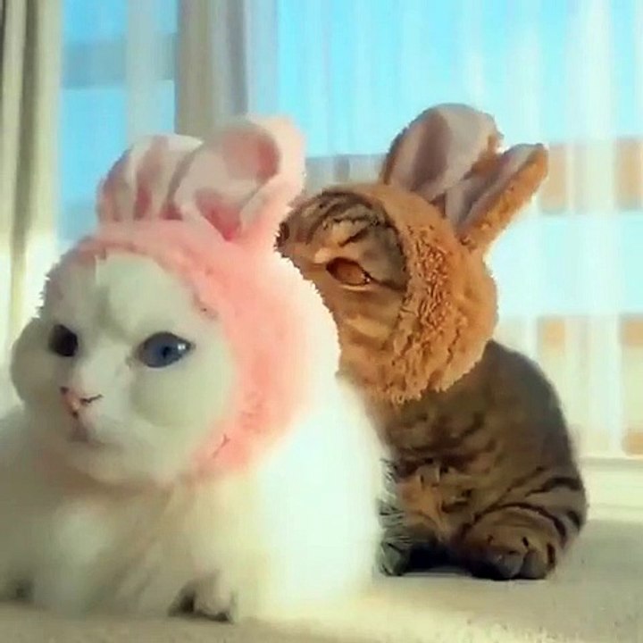 cat hat