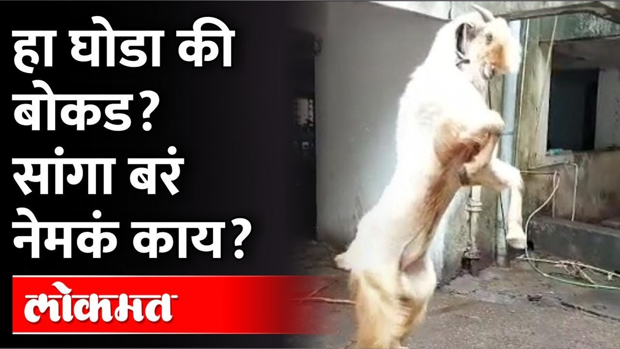 हा घोडा की बोकड? सांगा बरं नेमकं काय? Goat Market |  Pune News