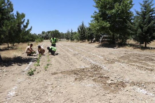 Elazığ Hipodromu'nda Tıbbi Aromatik Bitki Eğitim Bahçesi kuruldu