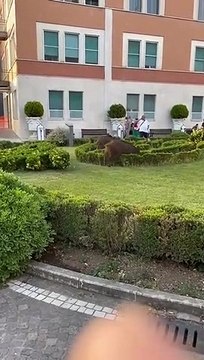 ROMA, L'OSPEDALE VILLA SAN PIETRO VIENE INVASO DAI CINGHIALI