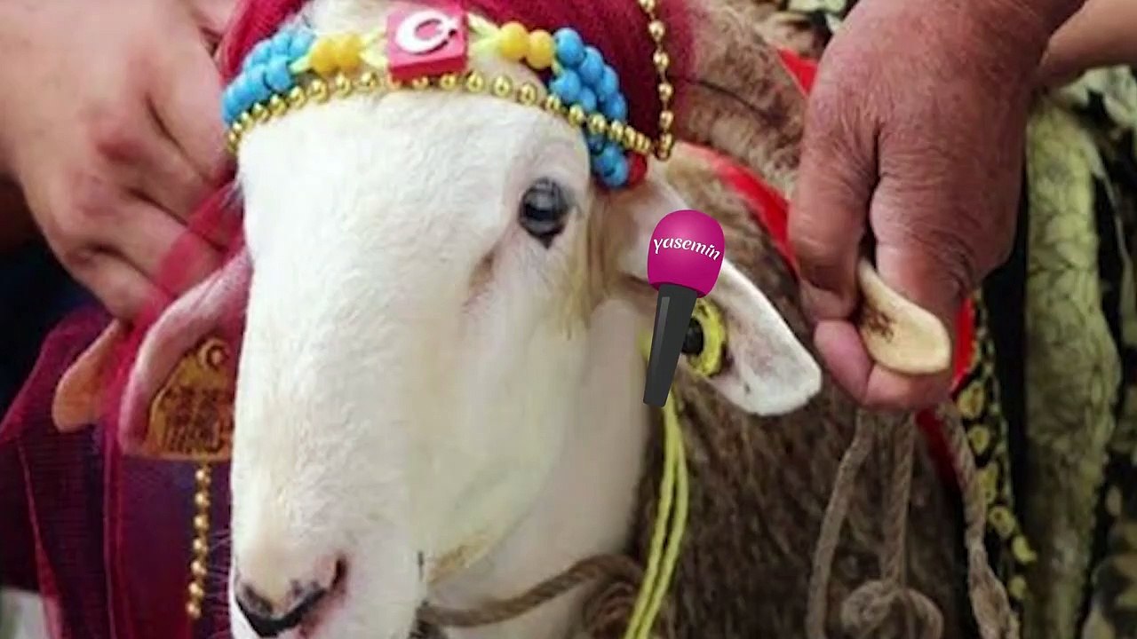 Borç para veya kredi kartı ile kurban kesilir mi? İlahiyatçı Yazar Adnan Şensoy açıklıyor