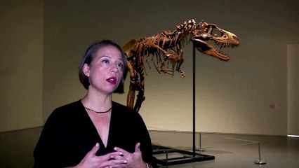 Rare Gorgosaurus skeleton up for auction at Sotheby's