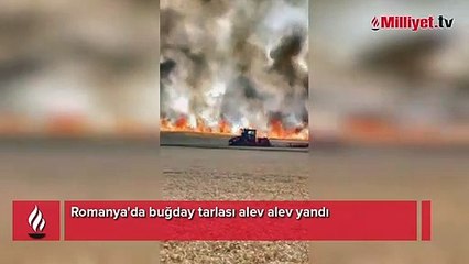 Romanya'da buğday tarlası alev alev yandı