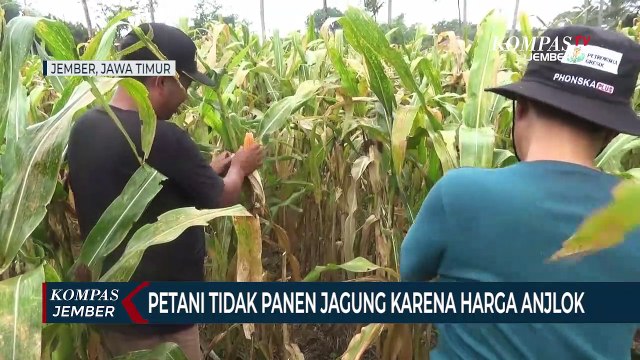 Petani Tidak Panen Tanaman Jagung Karena Harganya Anjlok