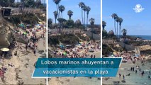 Lobos marinos atacan a bañistas en una playa de San Diego