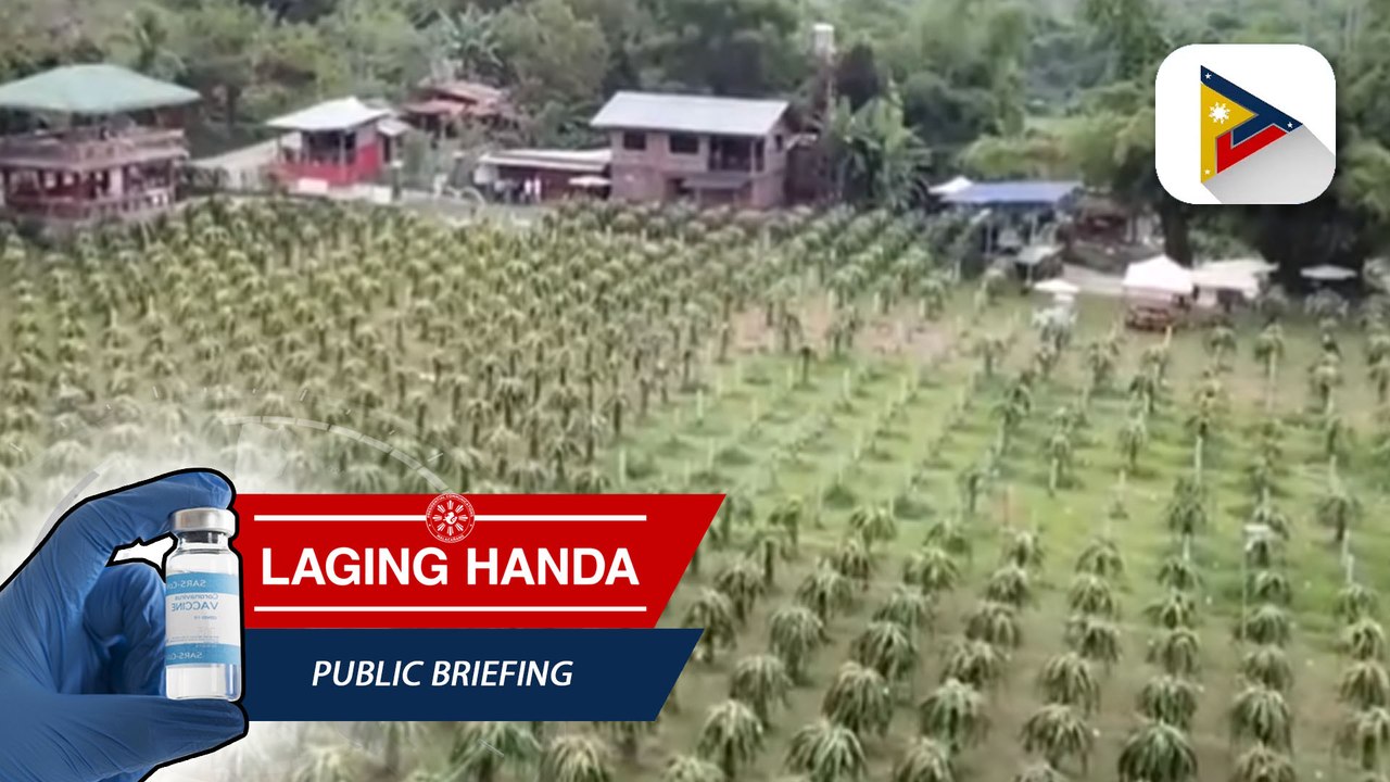 Libu-libong mga tanim ng dragon fruits sa Liloan Cebu, agaw atraksyon sa mga turista