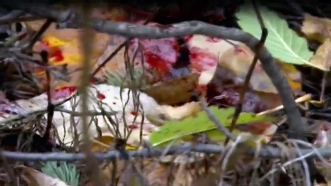 Yukon Men - Überleben in Alaska Staffel 2 Folge 1 HD Deutsch