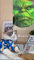 Cats make food 2022 That Little Puff Tiktok Compilation 17