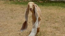 Pakistan : ce chevreau possède des oreilles de 54 cm