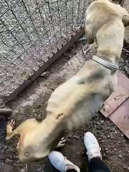 Encuentran a un perro desnutrido y con signos de maltrato que pudo huir de un zulo en Canarias