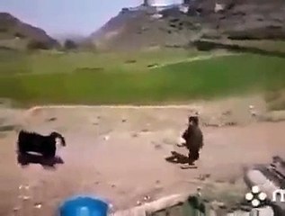 Keçinin inanılmaz futbol yeteneği! İzleyenleri hayran bıraktı