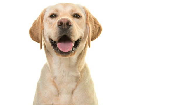 Dog adopts 15 orphaned ducklings after their mother disappears
