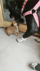 Big Dog Paws at Puppy