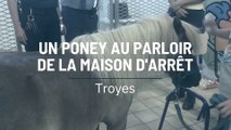Troyes : le poney, nouvelle source d’apaisement au parloir