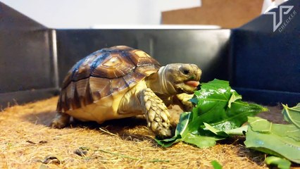The Sulcata tortoise is eating vegetables