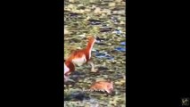 Ce guanako réussi à échapper à l'attaque d'une panthère après un rodéo impressionnant