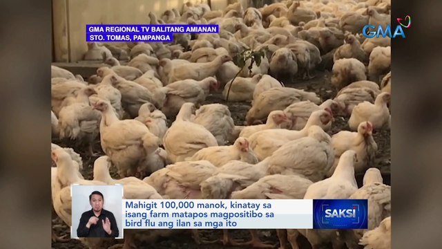 Mahigit 100,000 manok, kinatay sa isang farm matapos magpositibo sa bird flu ang ilan sa mga ito | Saksi