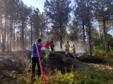 Son dakika! Edirne'de orman yangını: Havadan ve karadan müdahale ediliyor