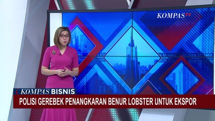 Bernilai Rp 11 Miliar, Polisi Gerebek Penangkaran Bibit Benih Lobster Ilegal di Palembang