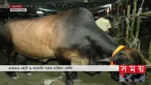 এবার বড় আকারের গরুর ক্রেতা কম হাটে - Dhaka Cow Haat - Qurbani Eid - Eid al Adha