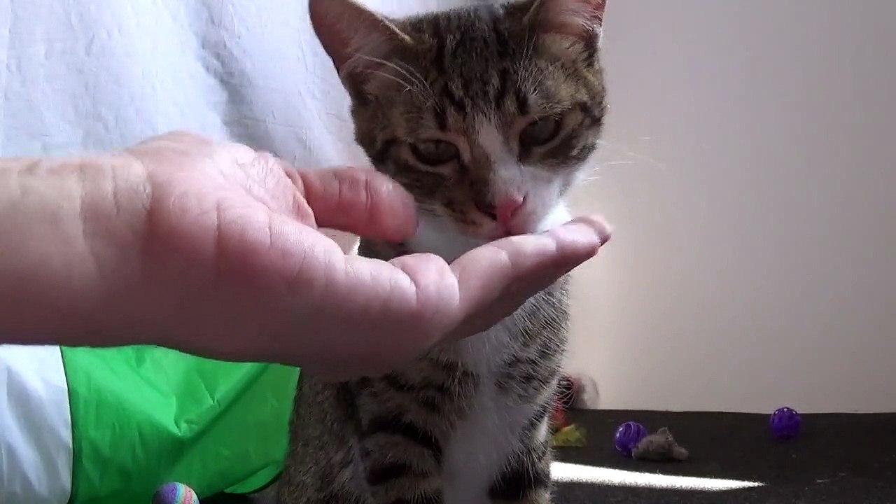 A Handfed Kitten