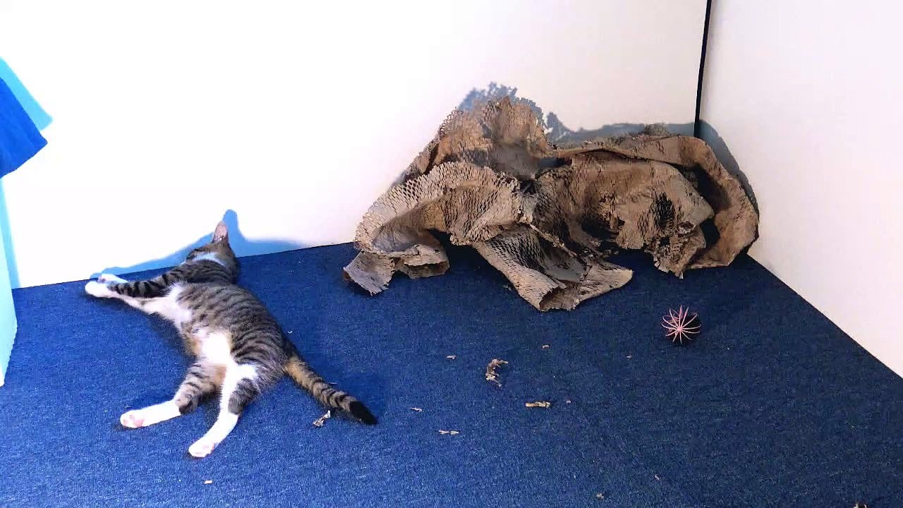 Active Little Cat Plays With Mouse